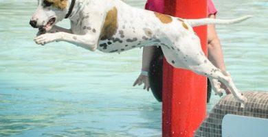 Aquapark Canino Perros al agua